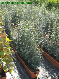 » Ready Hedge Holland » Ligustrum vulgare » Photo 1