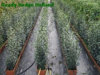 » Ready Hedge Holland » Ligustrum vulgare » Photo 2