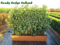 » Ready Hedge Holland » Prunus lusitanica Augustifolia » Photo 1