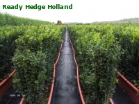 » Ready Hedge Holland » Buxus sempervirens » Photo 1