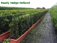» Ready Hedge Holland » Buxus sempervirens » Photo 2