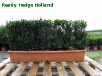 » Ready Hedge Holland » Buxus sempervirens » Foto 3