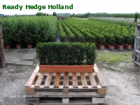 » Ready Hedge Holland » Buxus sempervirens » Foto 4