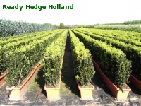 » Ready Hedge Holland » Buxus sempervirens » Foto 5