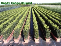 » Ready Hedge Holland » Buxus sempervirens » Photo 6