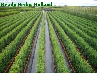 » Ready Hedge Holland » Buxus sempervirens » Foto 7