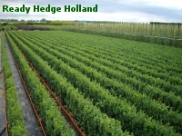 » Ready Hedge Holland » Buxus sempervirens » Foto 8