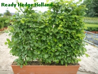» Ready Hedge Holland » Carpinus betulus » Foto 5