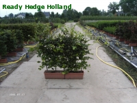 » Ready Hedge Holland » Fagus sylvatica » Foto 1