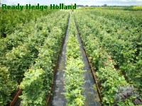 » Ready Hedge Holland » Fagus sylvatica » Foto 2
