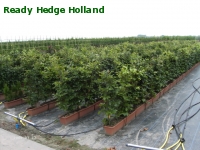 » Ready Hedge Holland » Fagus sylvatica » Photo 3