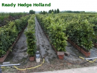 » Ready Hedge Holland » Fagus sylvatica » Foto 4