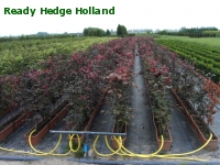 » Ready Hedge Holland » Fagus sylvatica 'Purpurea' » Photo 1