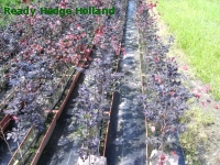 » Ready Hedge Holland » Fagus sylvatica 'Purpurea' » Foto 5