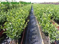 » Ready Hedge Holland » Ligustrum ovalifolium » Photo 1