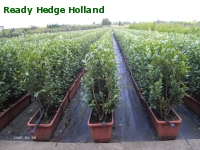 » Ready Hedge Holland » Ligustrum ovalifolium » Foto 2