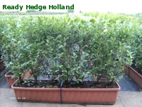 » Ready Hedge Holland » Ligustrum ovalifolium » Photo 3