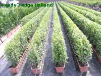 » Ready Hedge Holland » Ligustrum ovalifolium » Photo 4