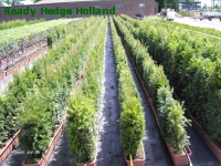 » Ready Hedge Holland » Taxus baccata » Foto 1