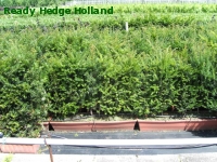 » Ready Hedge Holland » Taxus baccata » Photo 2