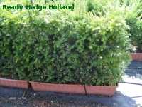 » Ready Hedge Holland » Taxus baccata » Foto 3