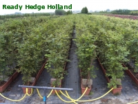 » Ready Hedge Holland » Carpinus betulus » Foto 1