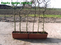 » Ready Hedge Holland » Carpinus betulus » Foto 2