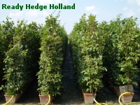 » Ready Hedge Holland » Carpinus betulus » Foto 3