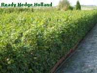 » Ready Hedge Holland » Carpinus betulus » Foto 4