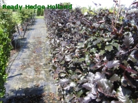 » Ready Hedge Holland » Fagus sylvatica 'Purpurea' » Foto 2