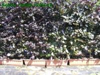 » Ready Hedge Holland » Fagus sylvatica 'Purpurea' » Foto 3