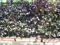» Ready Hedge Holland » Fagus sylvatica 'Purpurea' » Foto 4