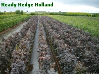 » Ready Hedge Holland » Fagus sylvatica 'Purpurea' » Photo 6